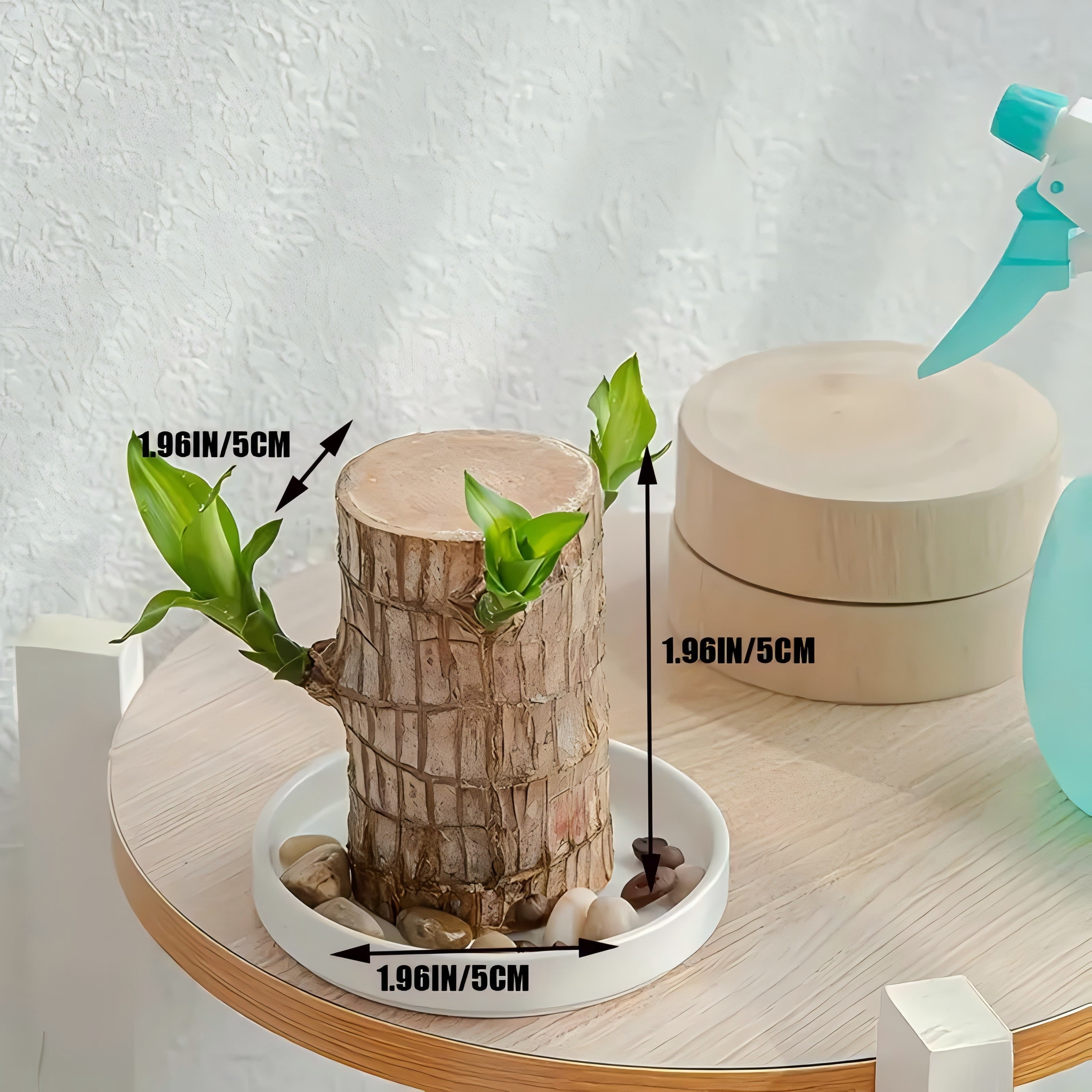 Joxipe Brazilian Wood Plants, Lucky Bamboo Plants for Indoor Office desktops, Wealth Brazilian Wood Potted Plants, mini Brazilian Desktop Decorations (3)